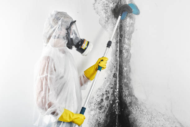 Reliable Chester, WV Mold Removal Solutions